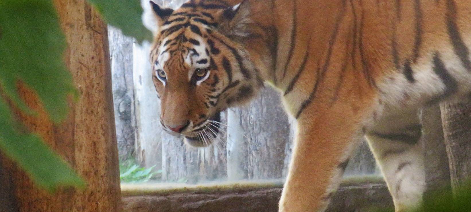 Tigerweibchen Tamika