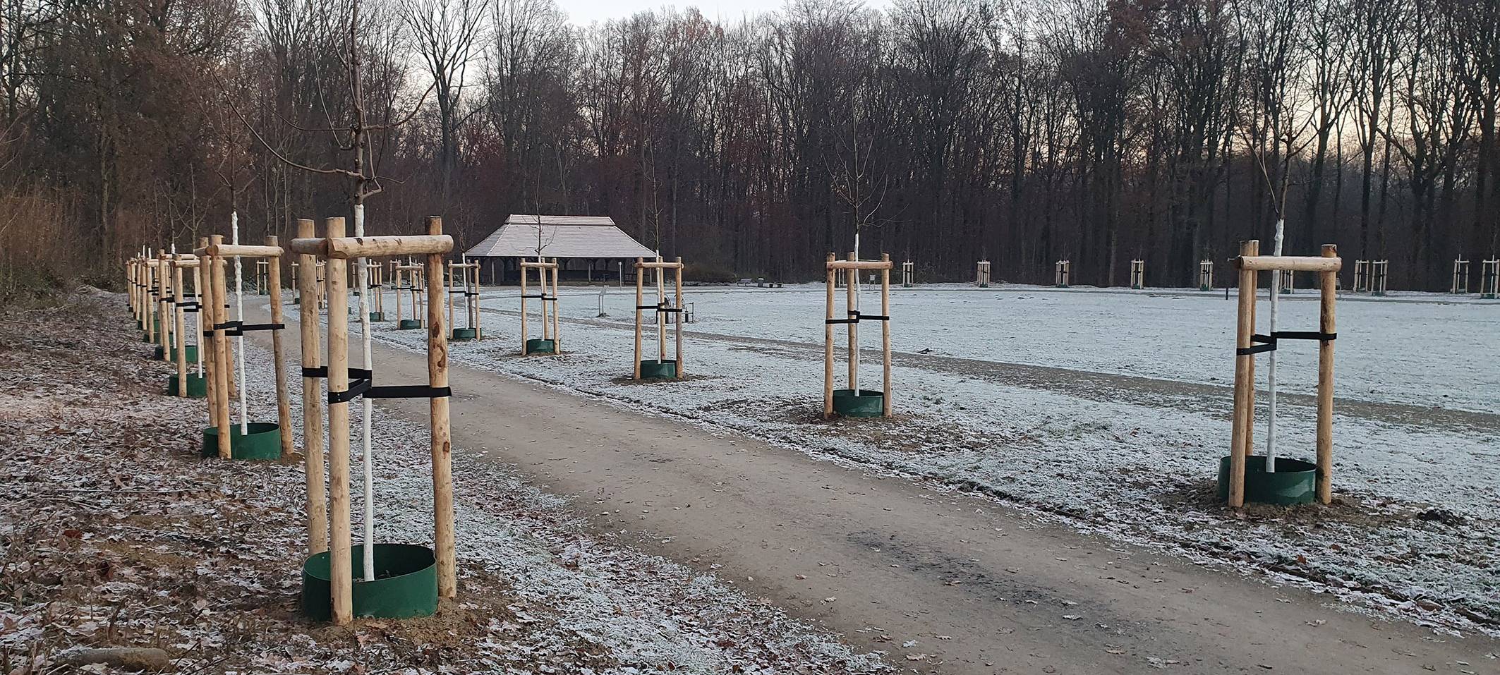 Neue Bäume im Stadtwald Gelsenkirchen-Buer