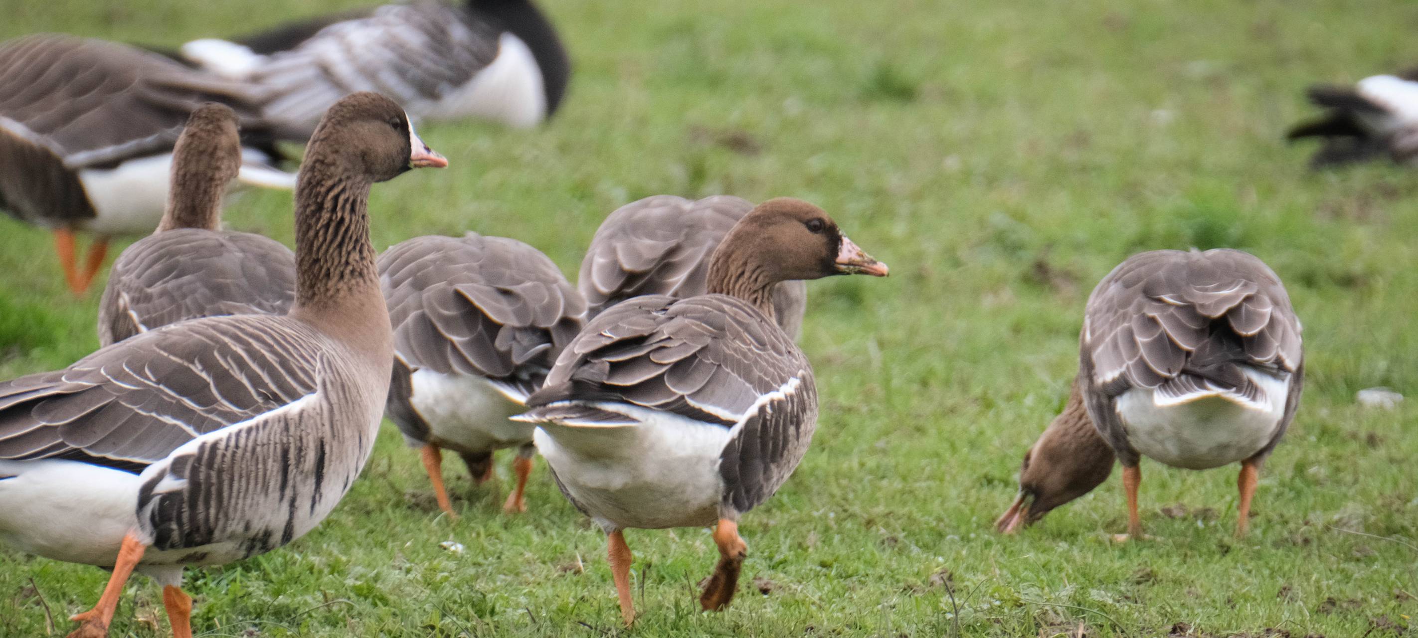 Wildgänse auf einer Wiese