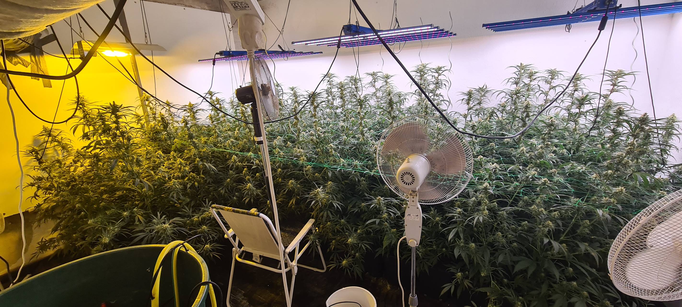 Polizei entdeckt große Cannabisplantage in Gladbeck