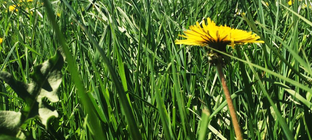 "Mähfreier Mai" auf Gladbecker Grünflächen