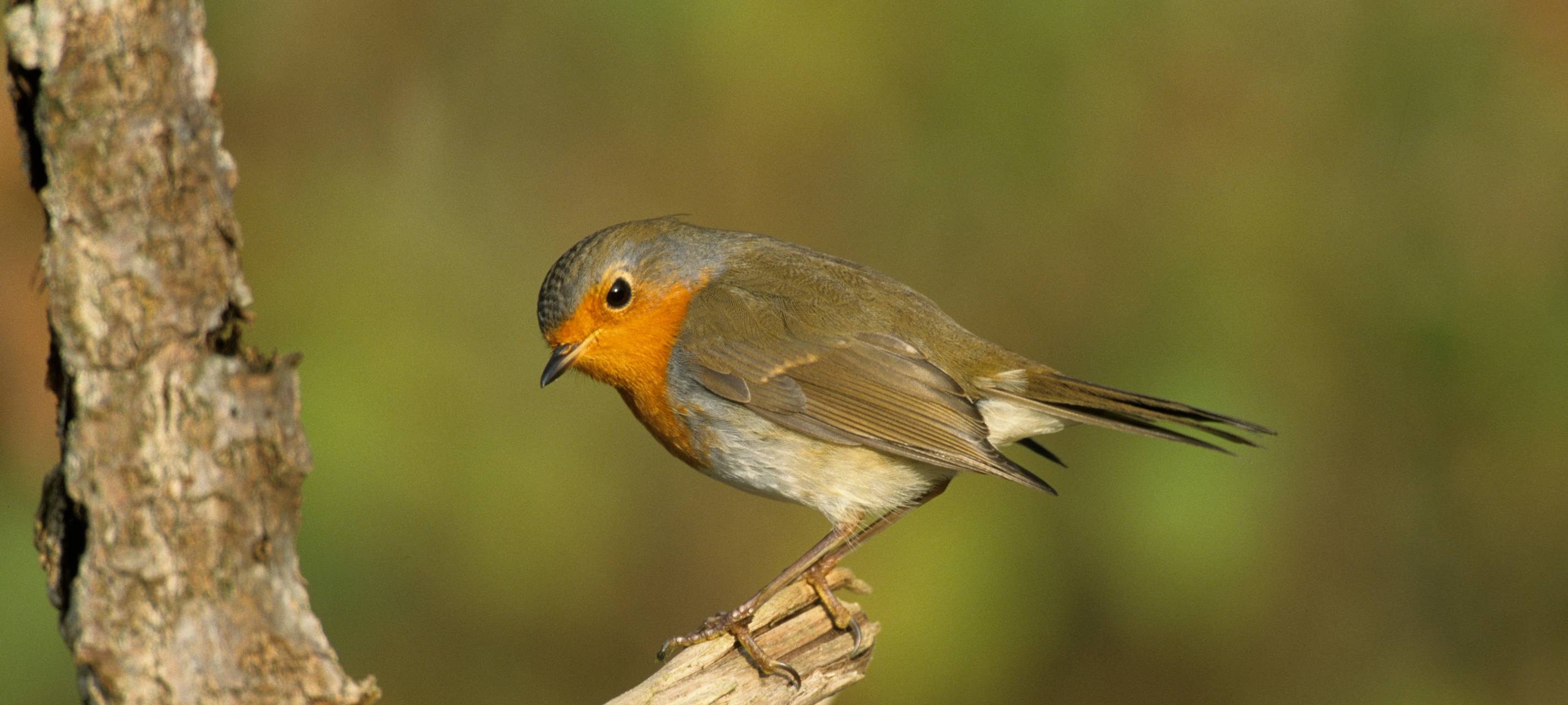 Stunde der Gartenvögel: Fünf Tipps für mehr Artenvielfalt im eigenen Garten