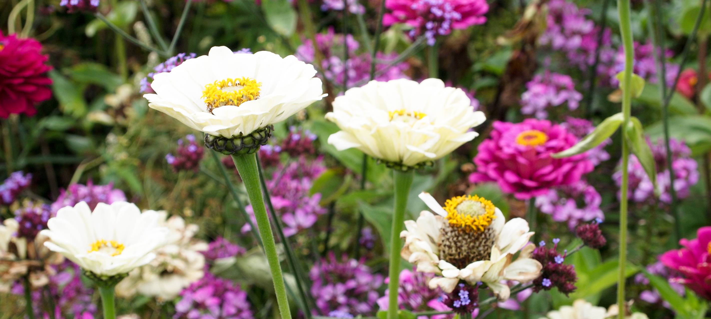 Neue Blumenbänke für Bismarck-West und Schalke-Nord
