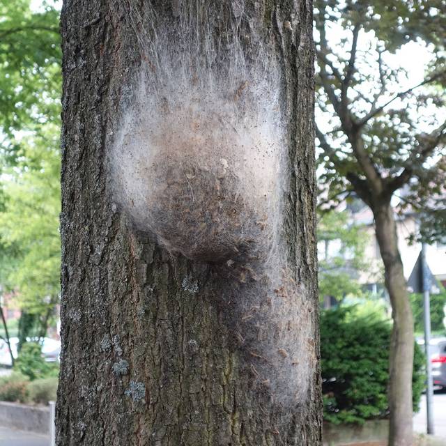 Befallener Baum mit Nest des Eichenprozessionsspinners