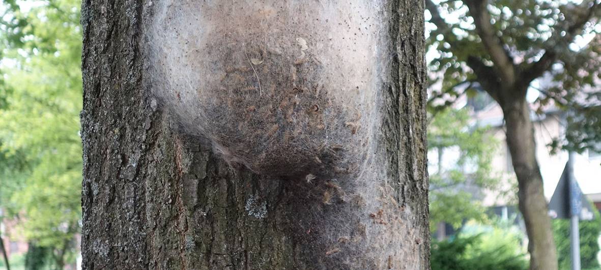 Befallener Baum mit Nest des Eichenprozessionsspinners