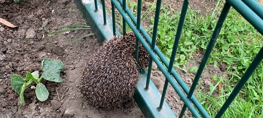 Eingeklemmter Igel