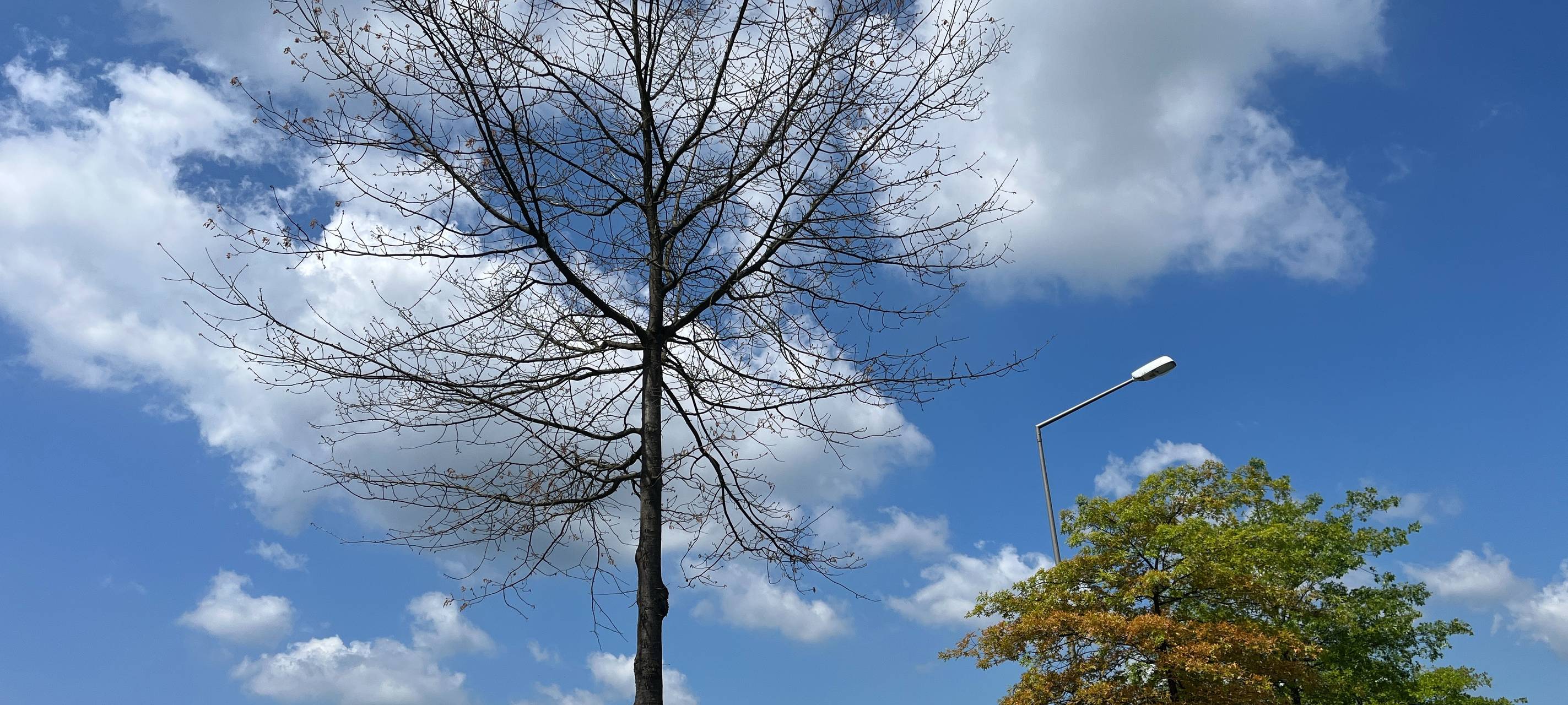 Bäume ohne Blätter - Umweltschäden in Gladbeck?