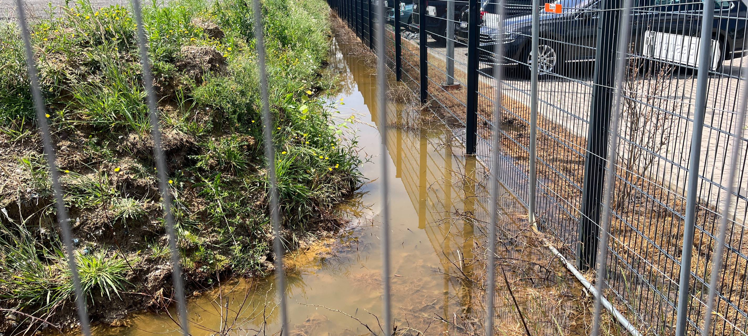 Bäume ohne Blätter - Umweltschäden in Gladbeck?