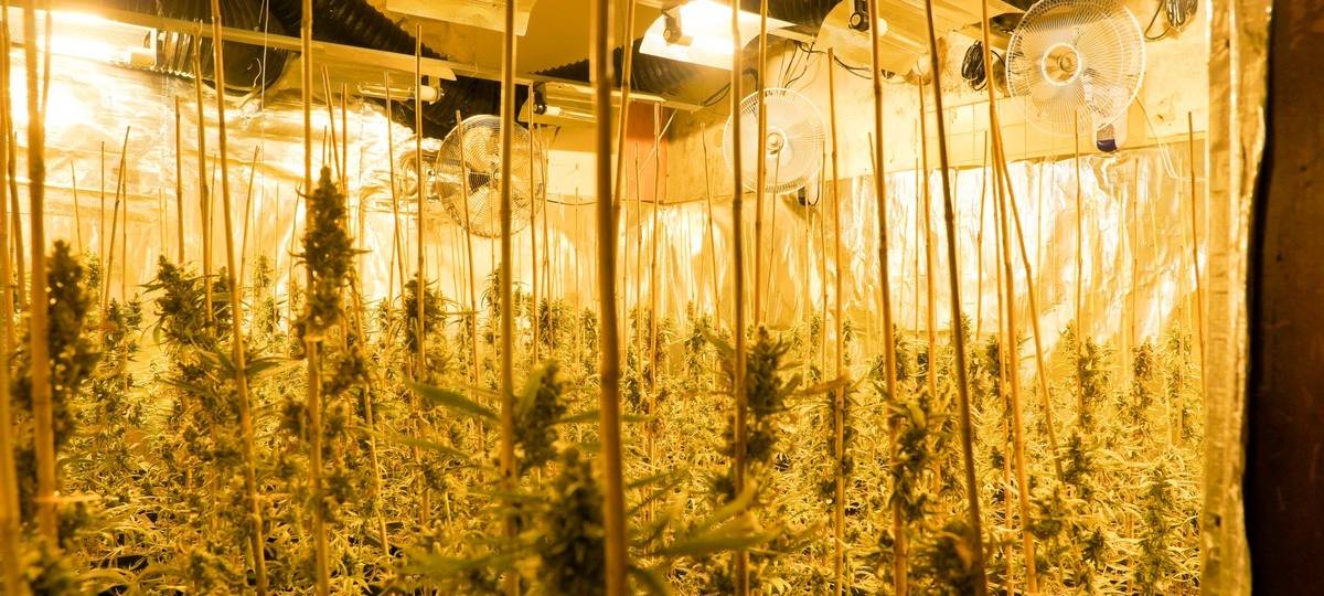 Drogenplantage in Gelsenkirchen: Prozessauftakt