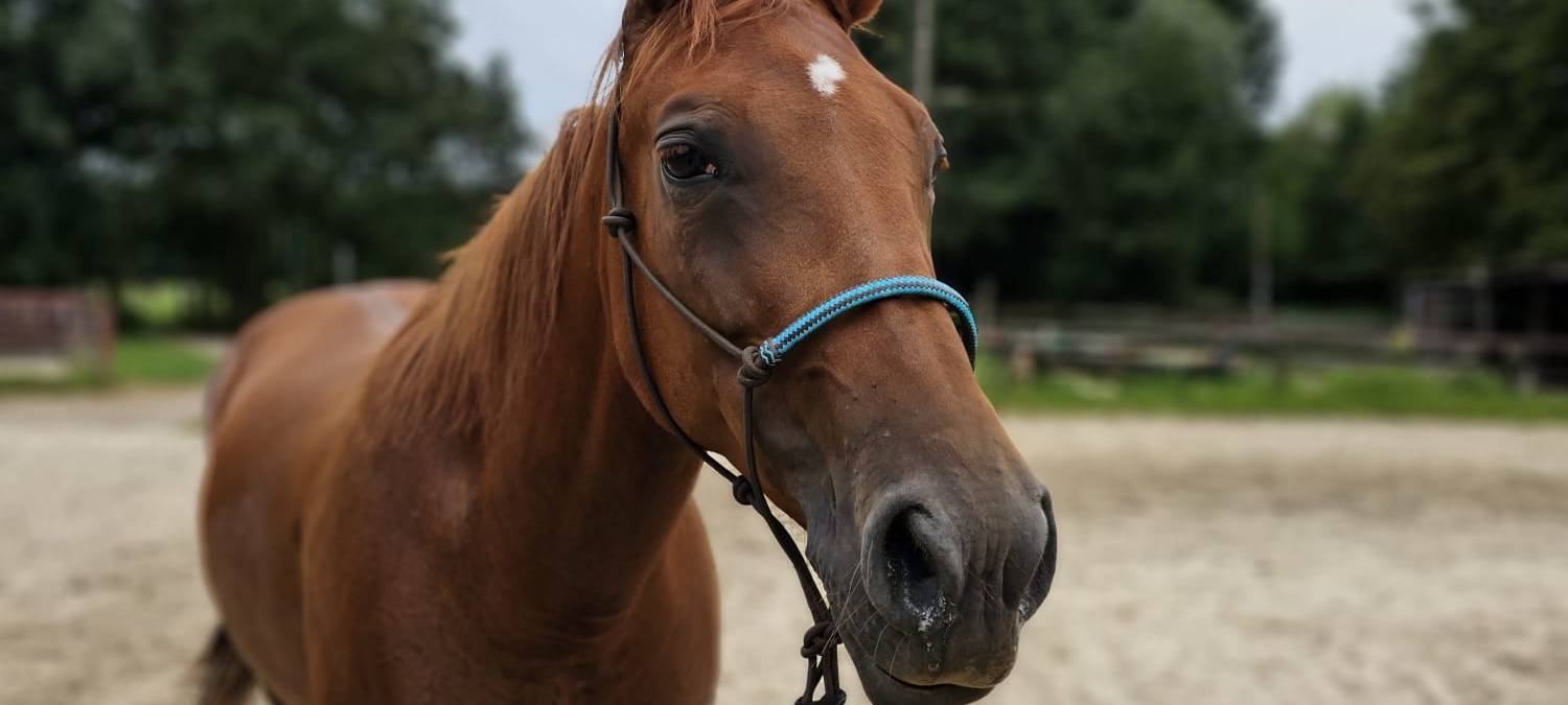 Bottrop: Suche nach Stute "Fame" läuft