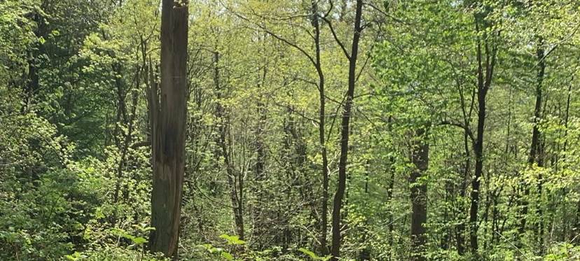 Darum geht es bei den Deutschen Waldtagen