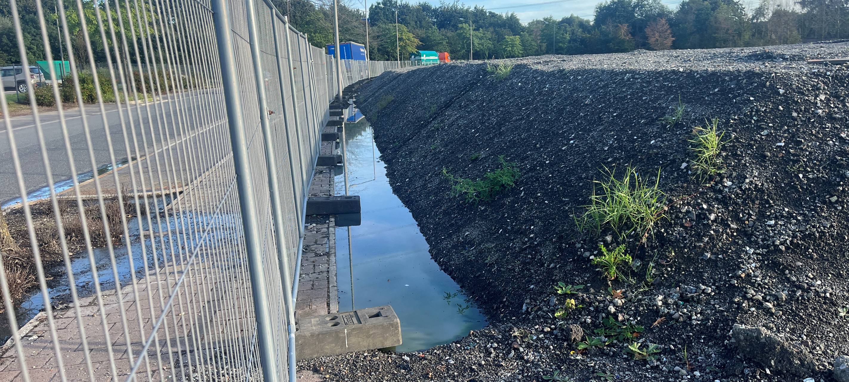 Gladbecker Bäume ohne Blätter - das steckt dahinter