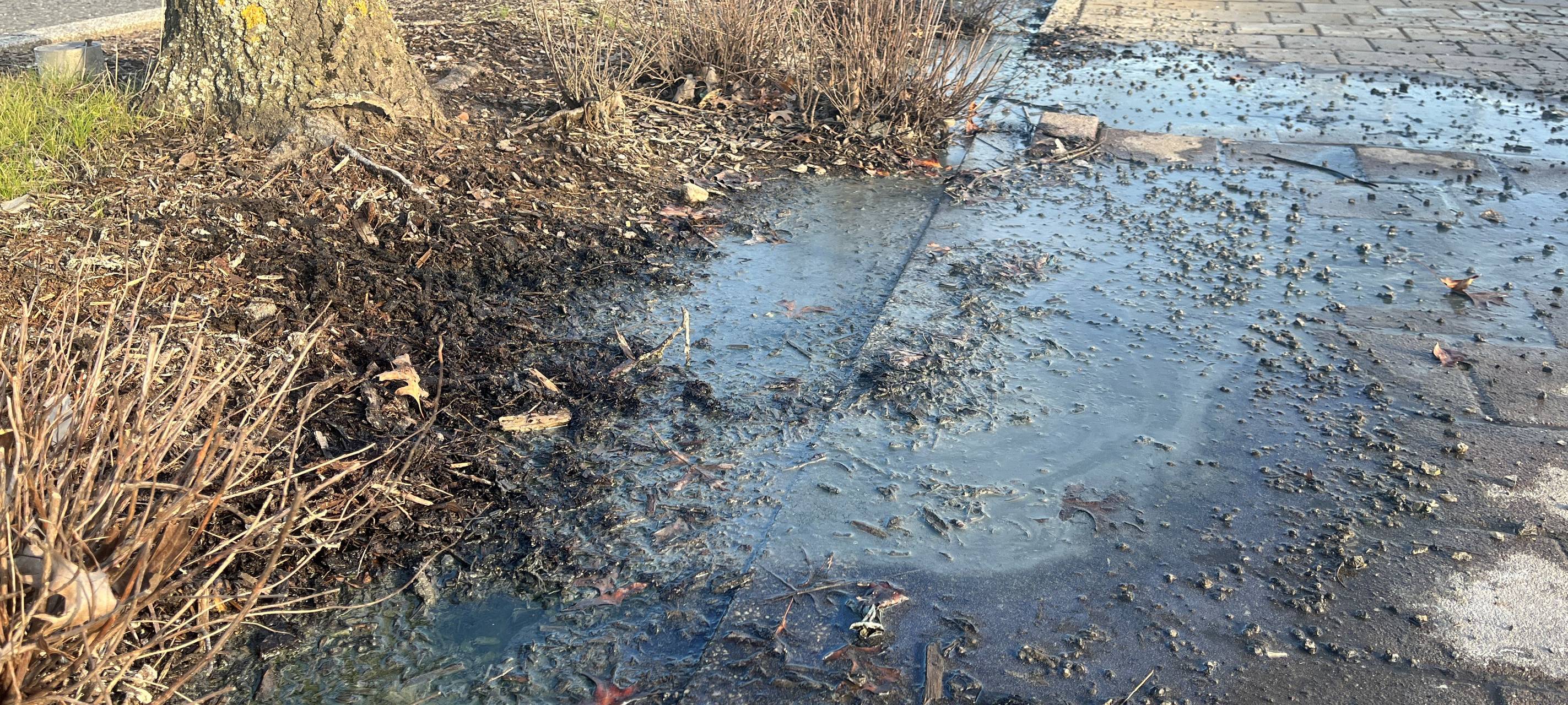 Gladbecker Bäume ohne Blätter - das steckt dahinter