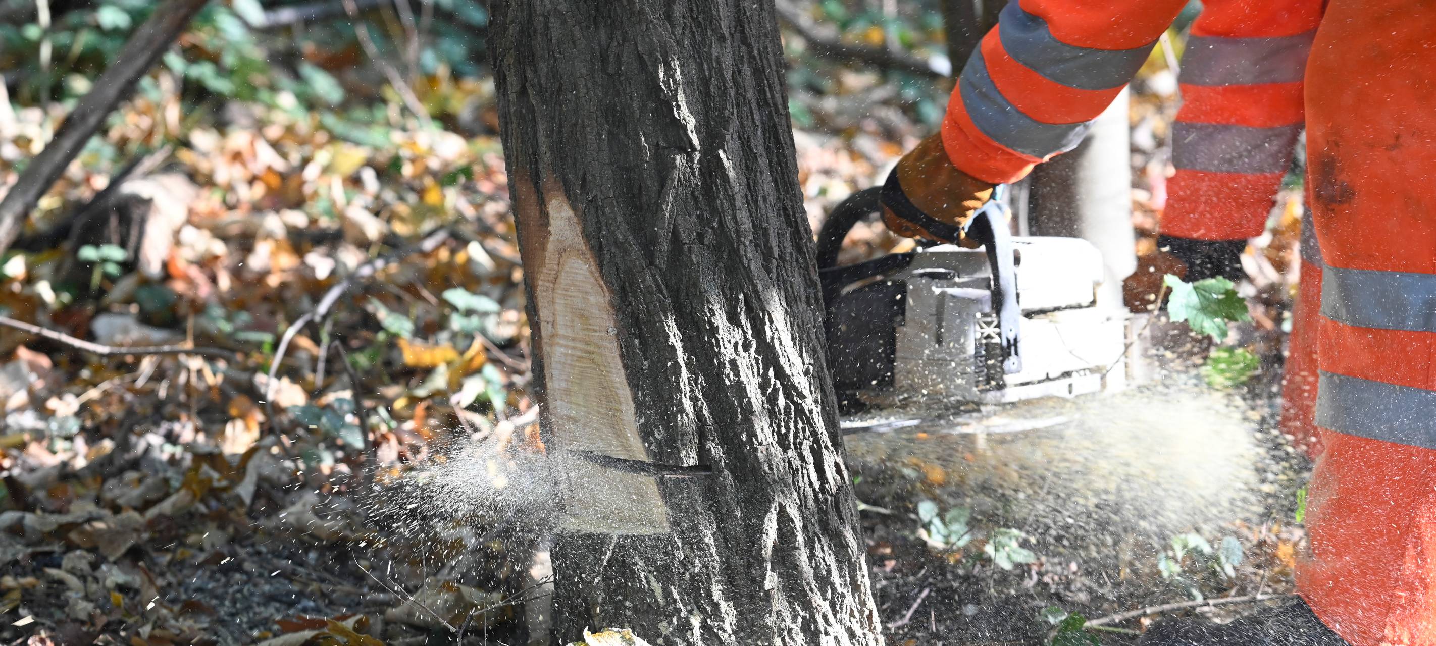 Baumfällungen in Gladbeck bremsen Verkehr aus