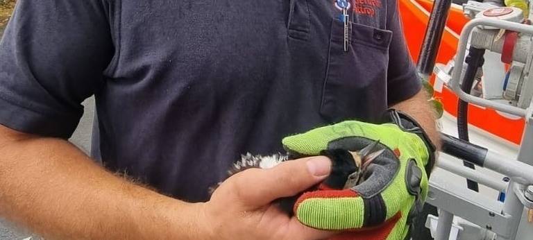 Feuerwehr rettet Buntspecht