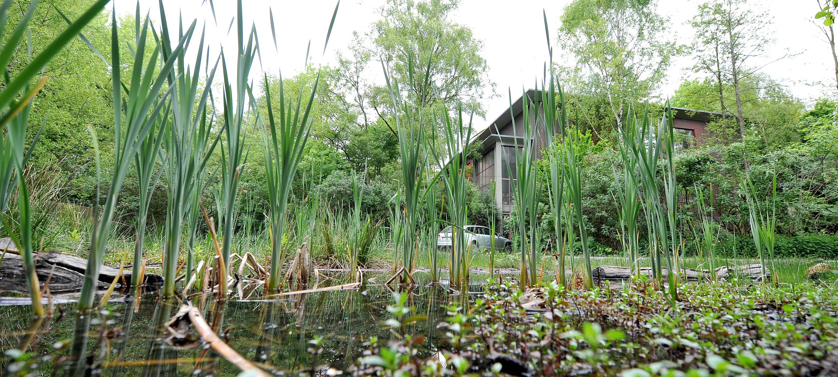 100.000 Besucher im Gelsenkirchener Industriewald Rheinelbe