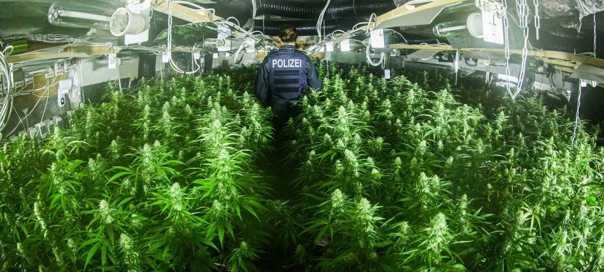 Riesige Cannabisplantage in Gelsenkirchen entdeckt