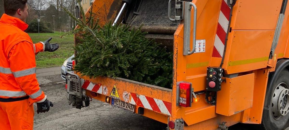 Weihnachtsbäume werden ab heute abgeholt