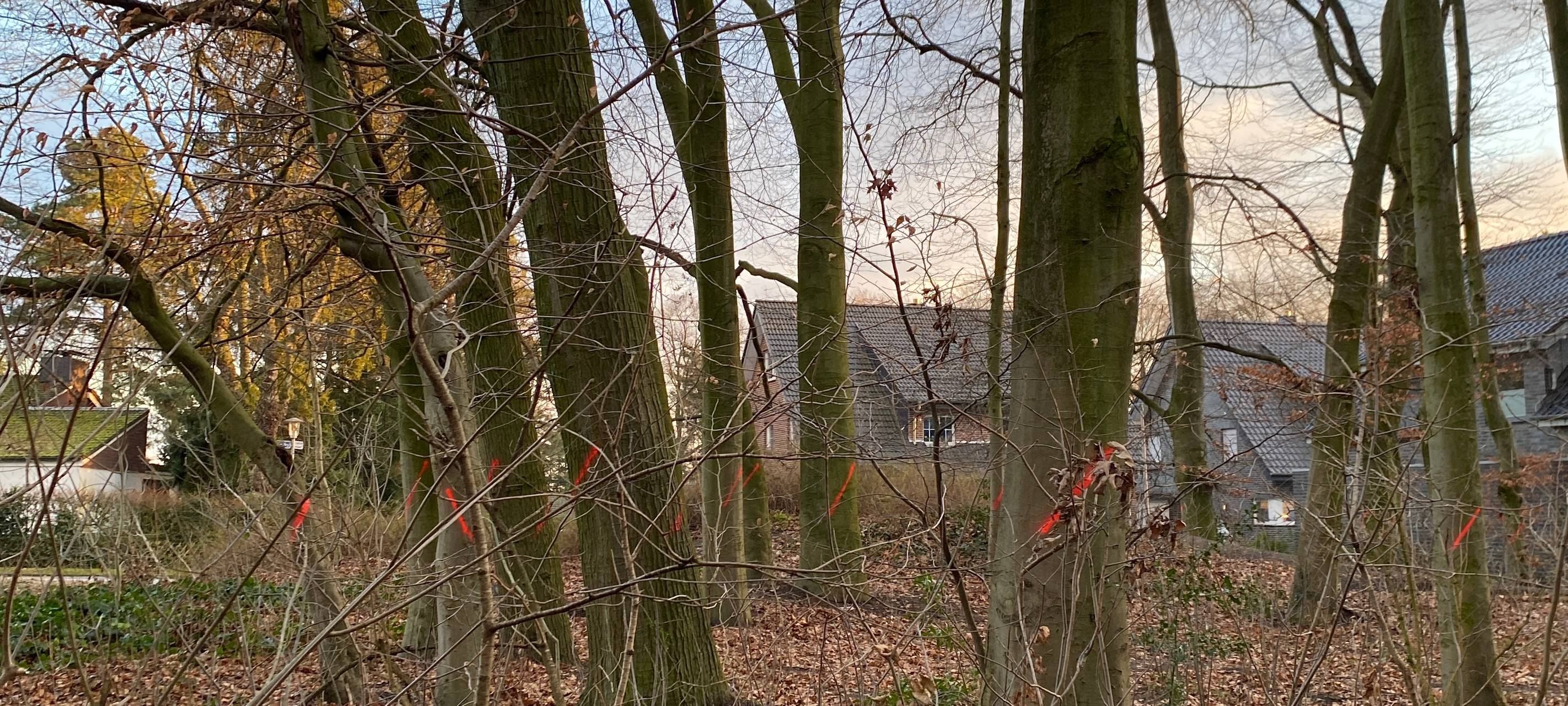 Gladbeck: Bäume im Buerschen Wald werden gefällt