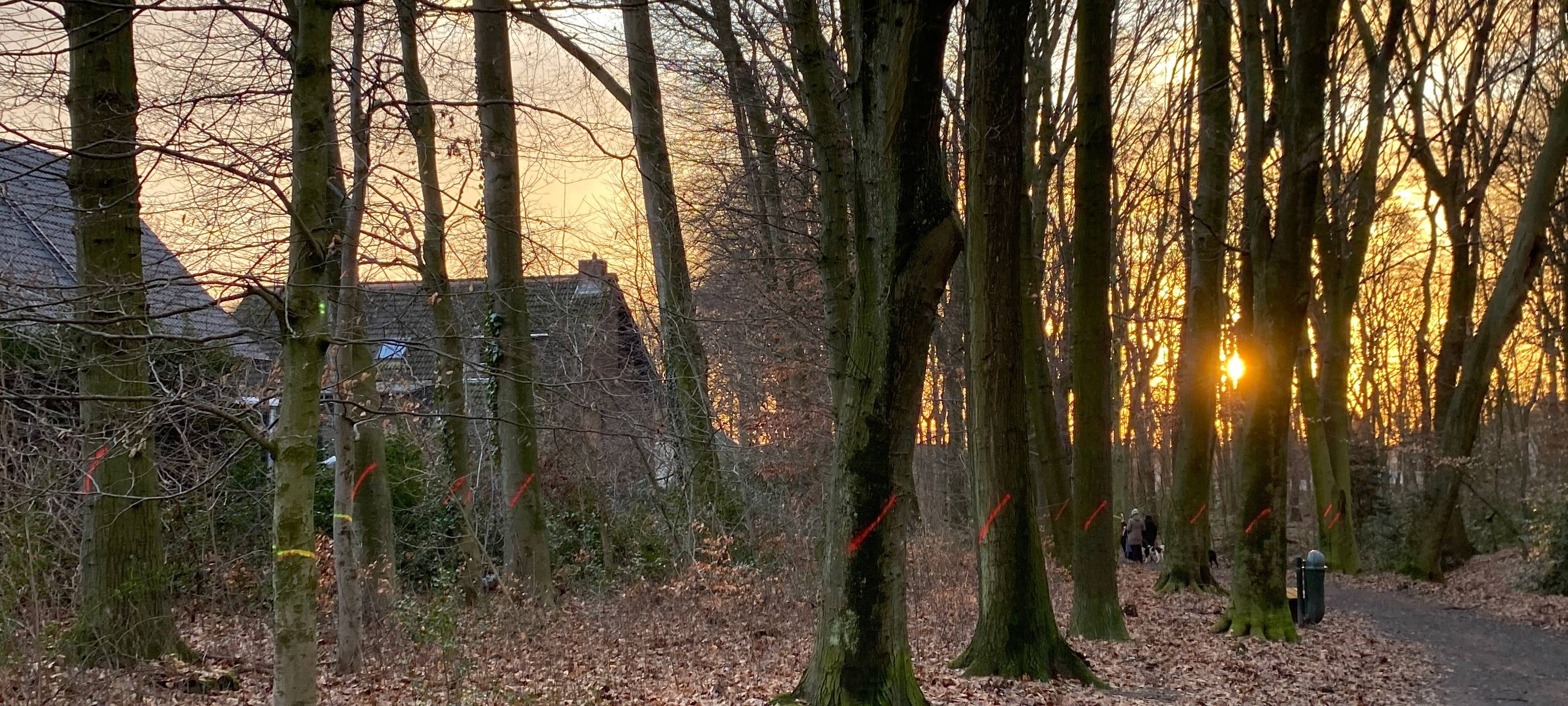 Gladbeck: 80 Bäume werden "kurzfristig" gefällt