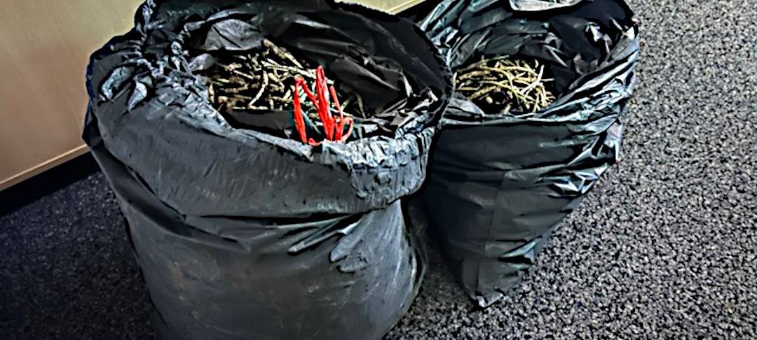 Polizei beschlagnahmt 40 kg Bärlauch von Gelsenkirchener