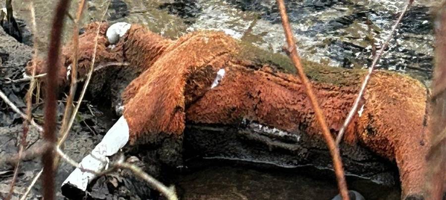 Falsches Pferd hält Polizei auf Trab