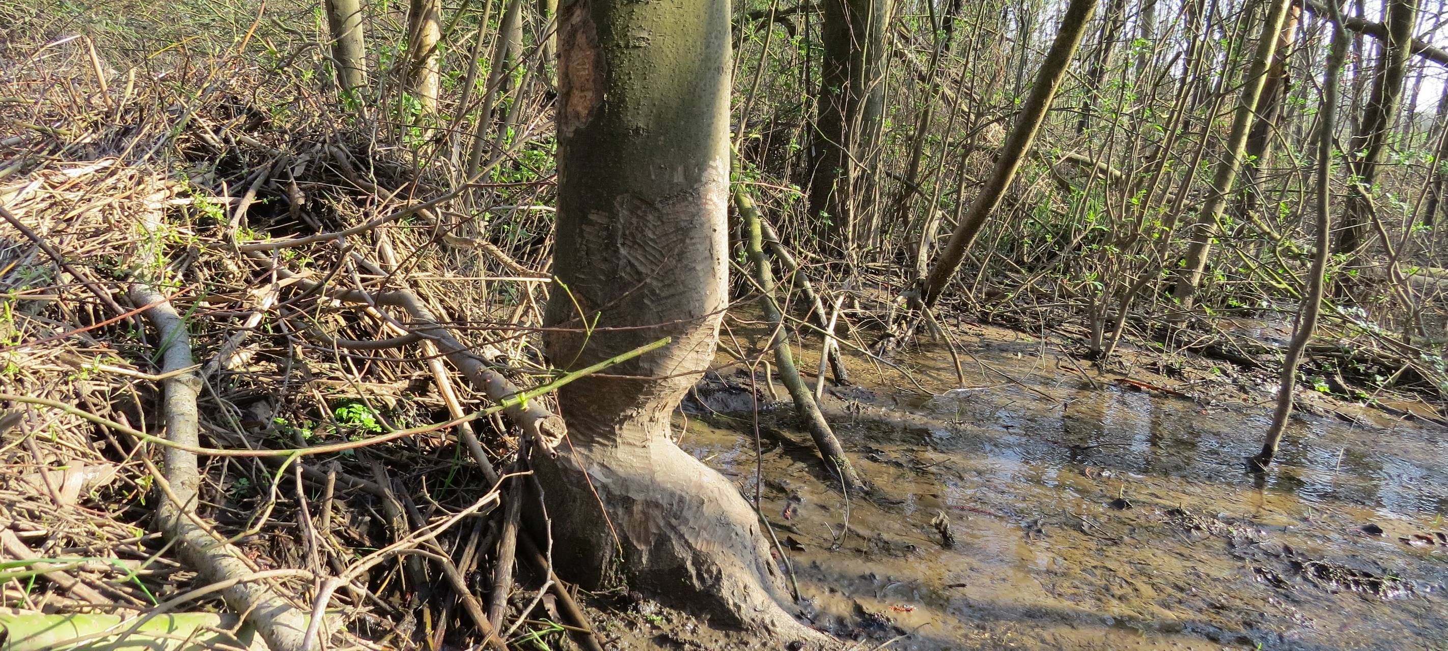 Natur pur: Der Biber ist zurück an der Emscher