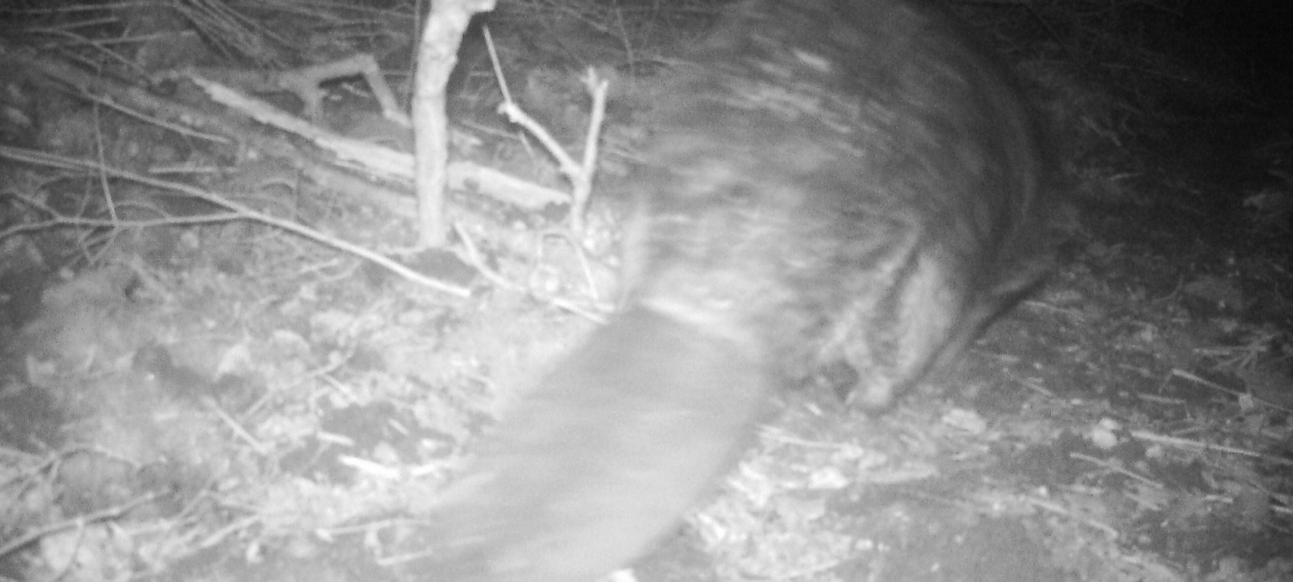 Natur pur: Der Biber ist zurück an der Emscher