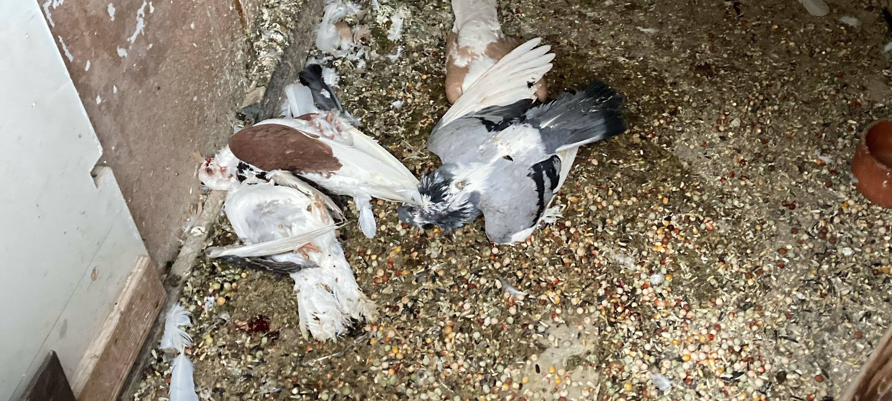 Gelsenkirchen: Kompletter Taubenschlag geklaut