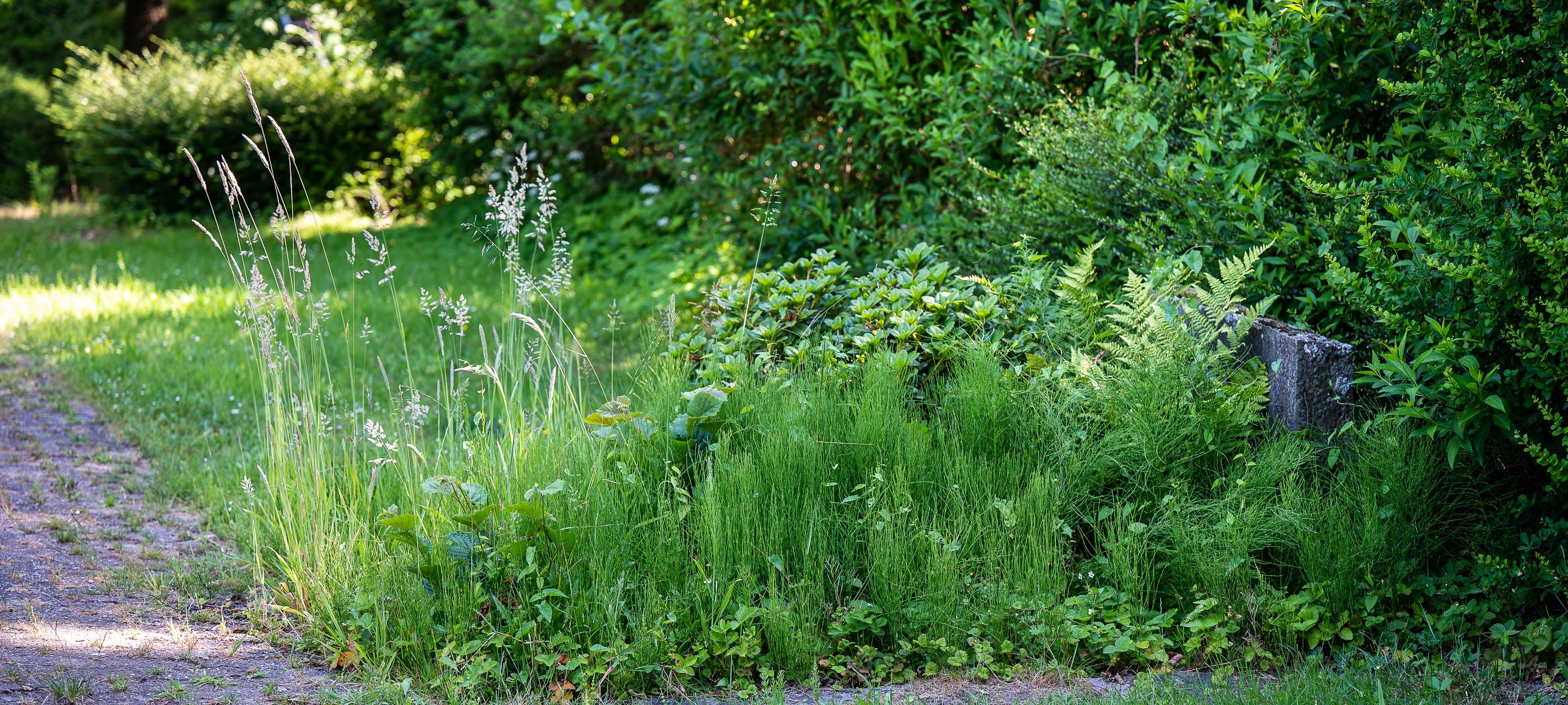Unkraut wuchert: Grünpfleger bei uns im Dauereinsatz