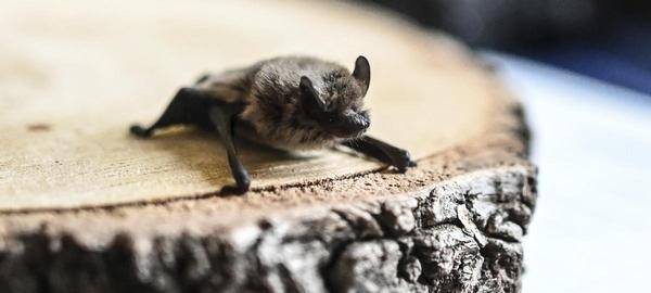 Fledermaus-Führungen in Gelsenkirchen