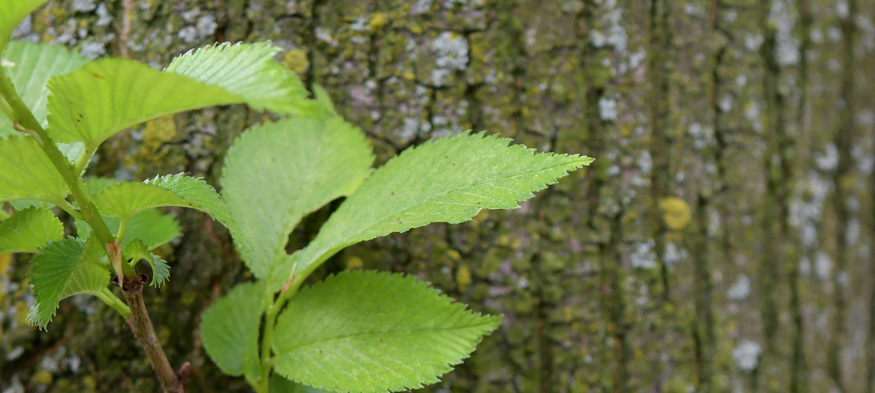 Baumsterben in Bottrop-Eigen