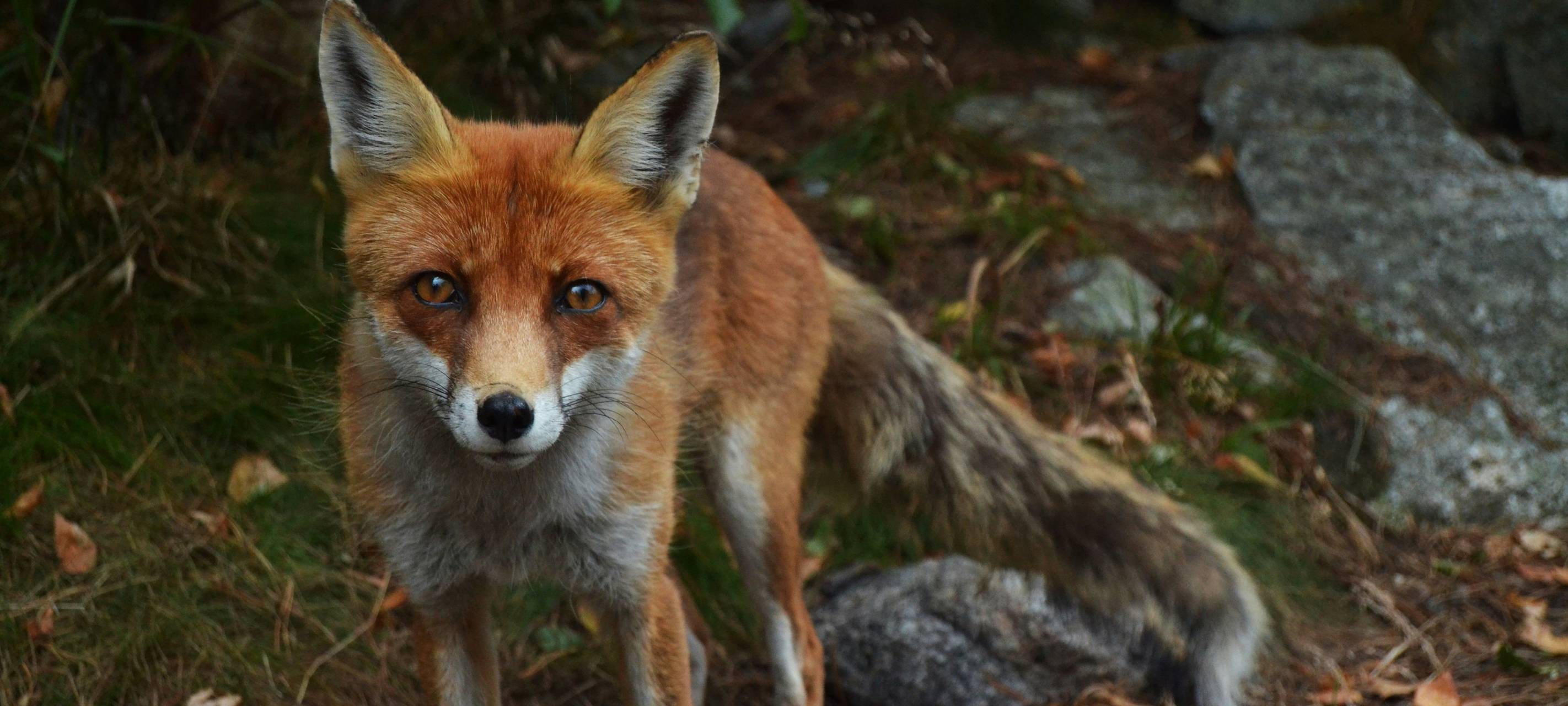 Schwer verletzter Fuchs in Bottrop muss erschossen werden