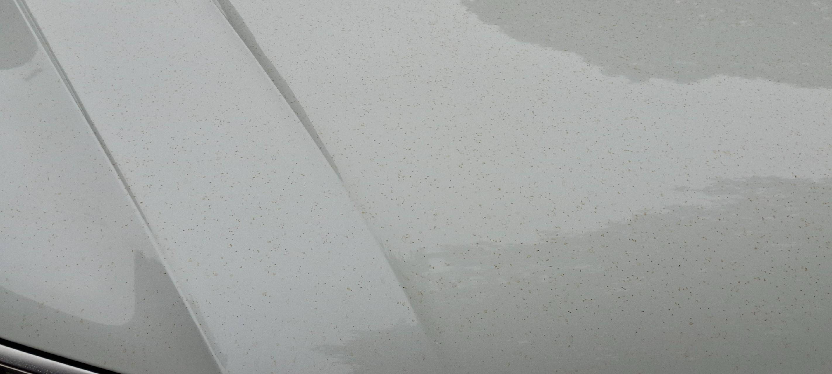 Mysteriöse braune Flecken: Tierkot steckt dahinter