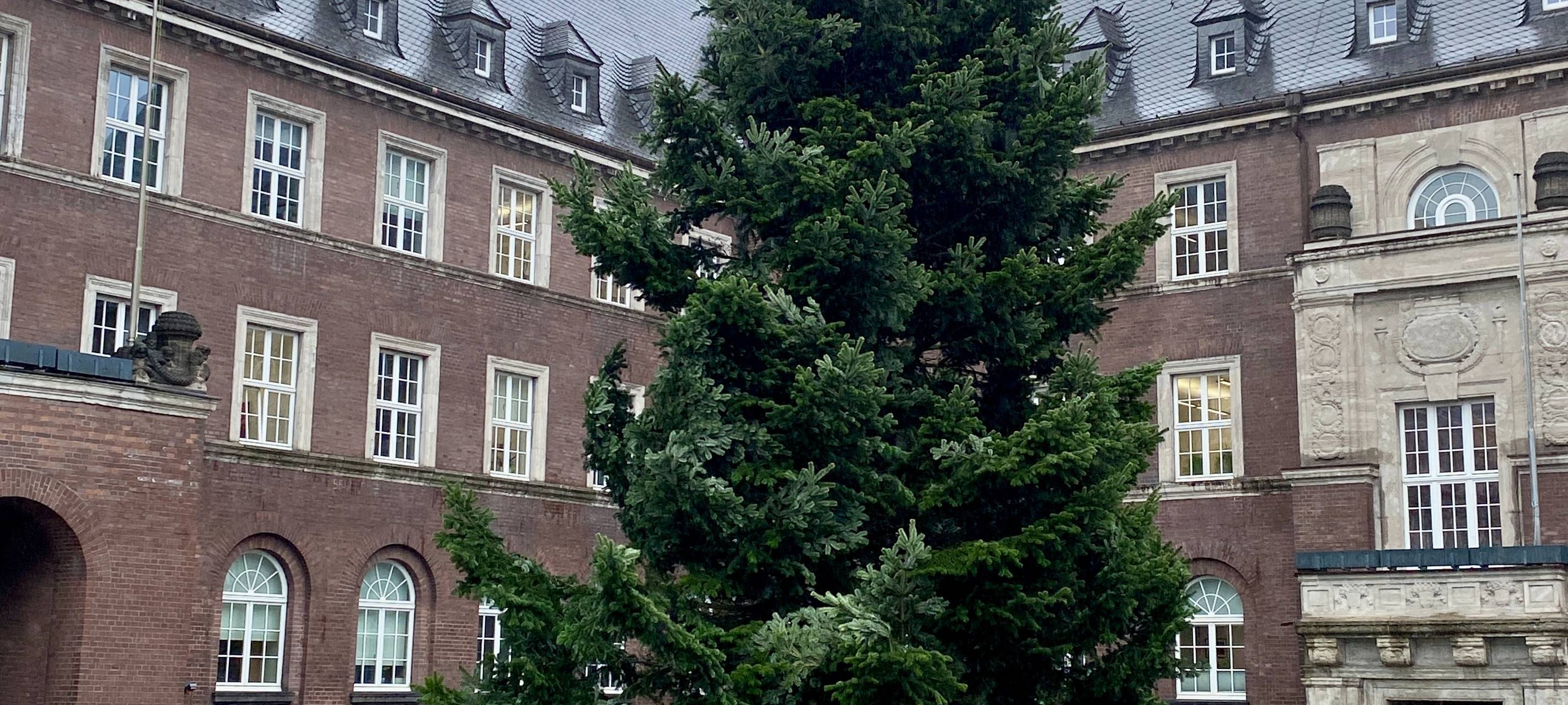 Weihnachtsbaum auf dem Bottroper Rathausplatz steht