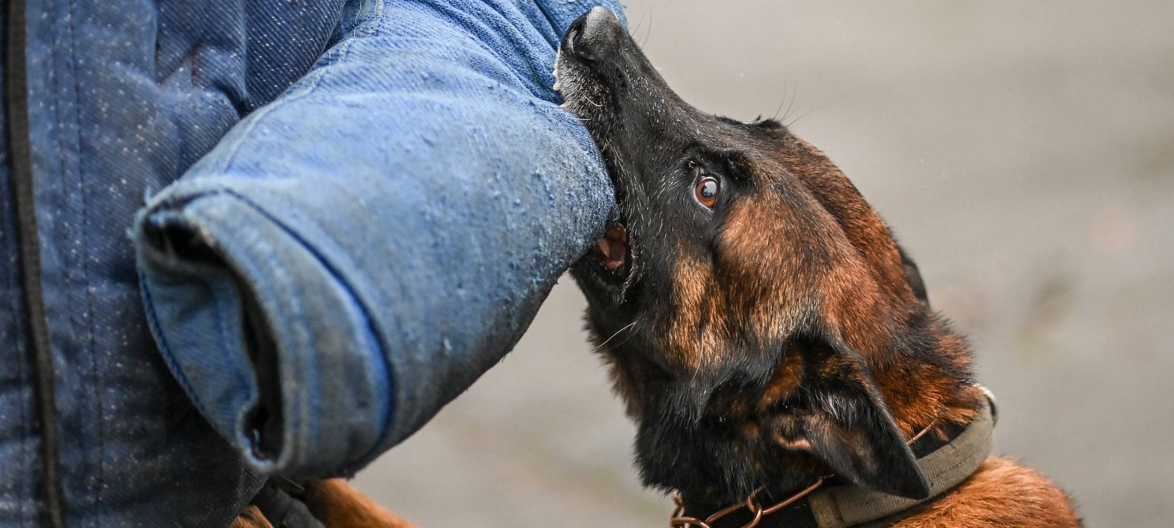 Polizeihund schnappt Einbrecher in Gelsenkirchen-Erle