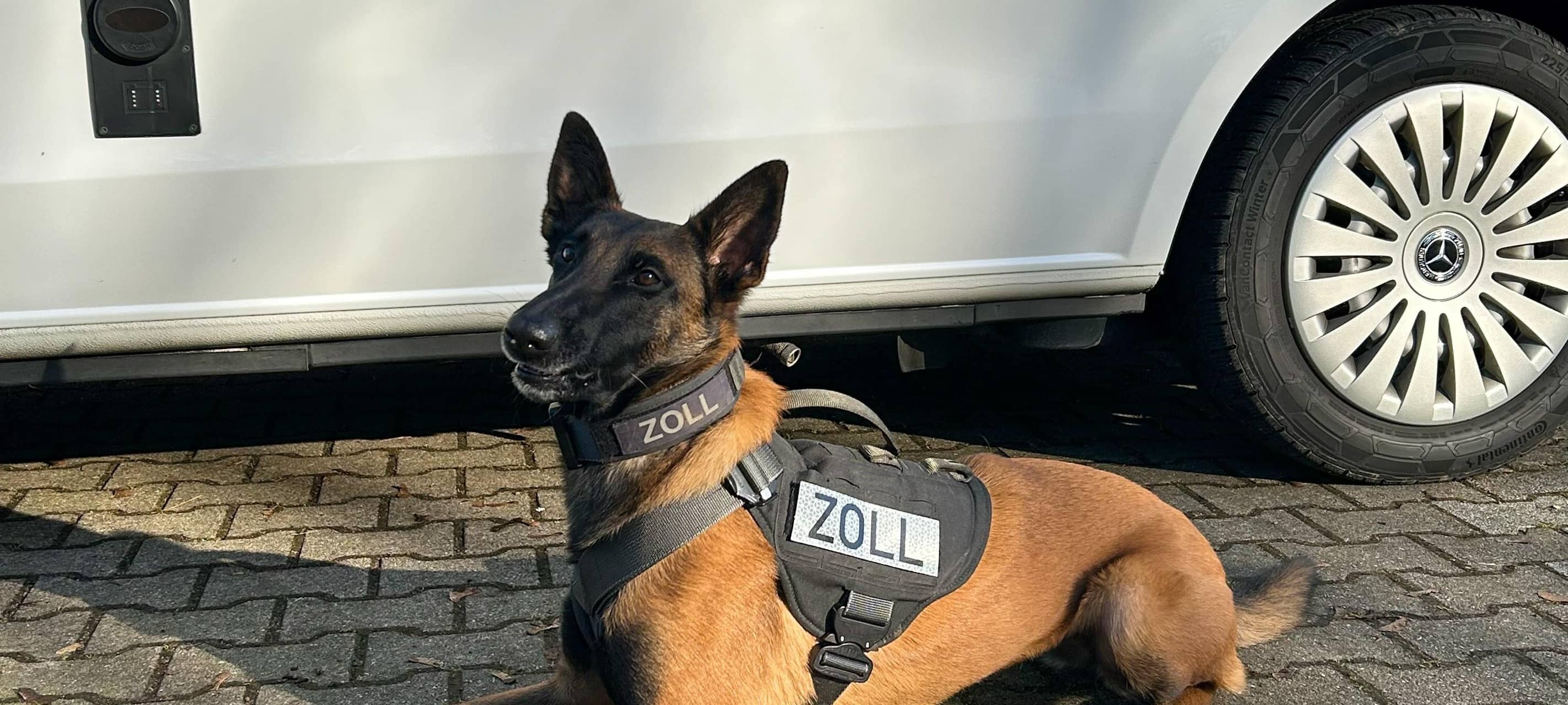 Gelsenkirchen: Zollhund erschnüffelt riesige Menge Marihuana