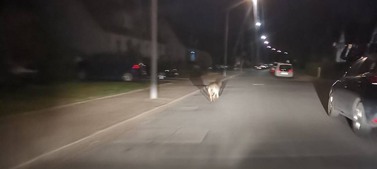 Mutmaßlicher Wolf in Gladbeck und Bottrop gesichtet
