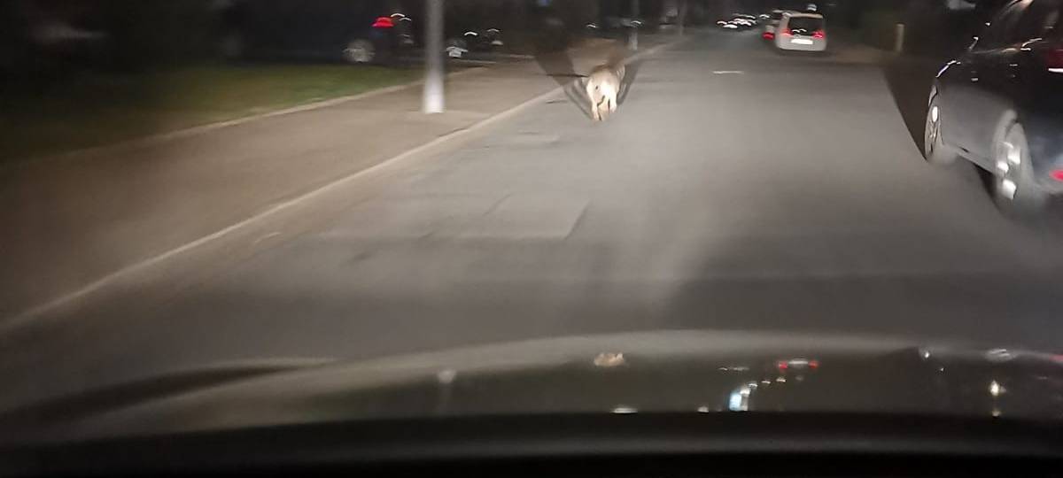 Wolfssichtungen bei uns haben sich (noch) nicht bestätigt