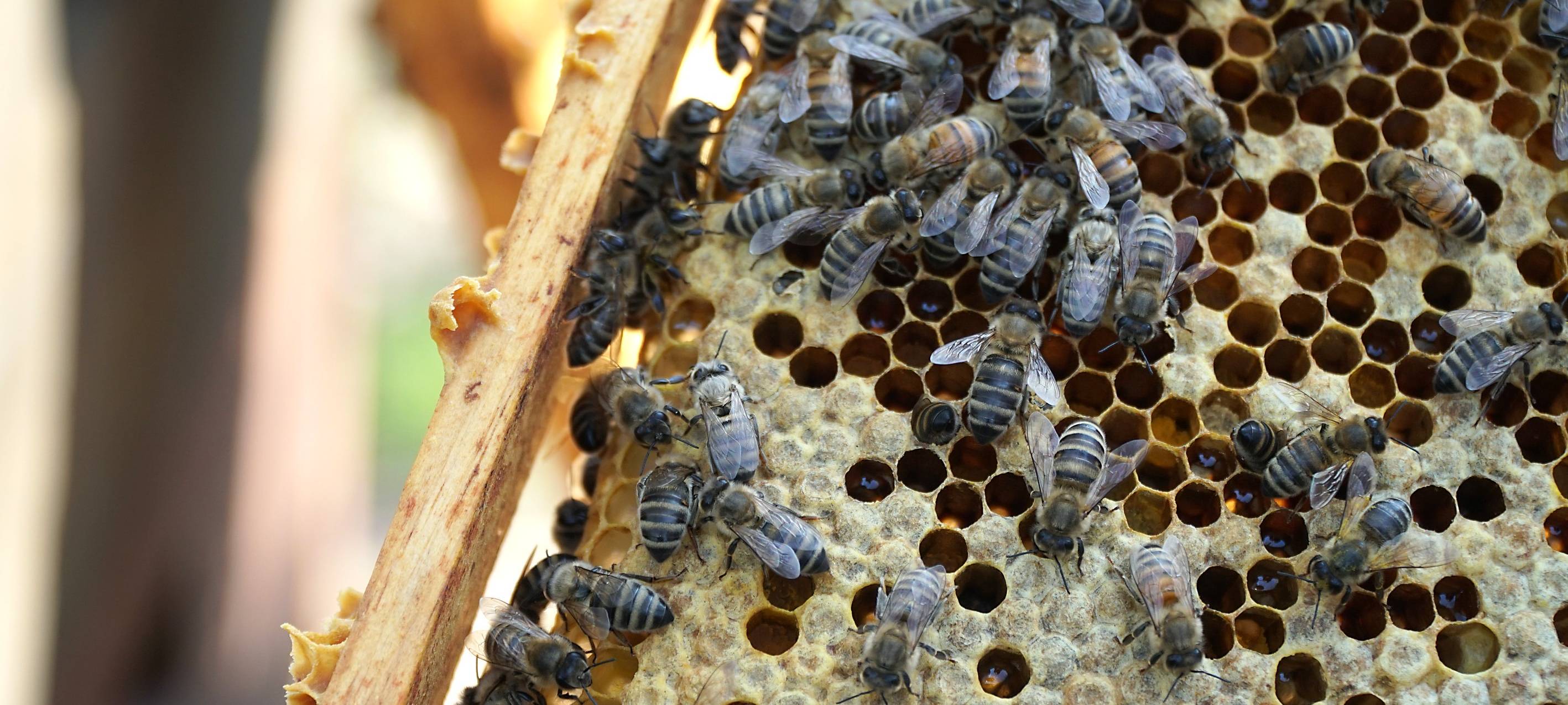 Bienenvölker in Gelsenkirchener Kleingarten gestohlen