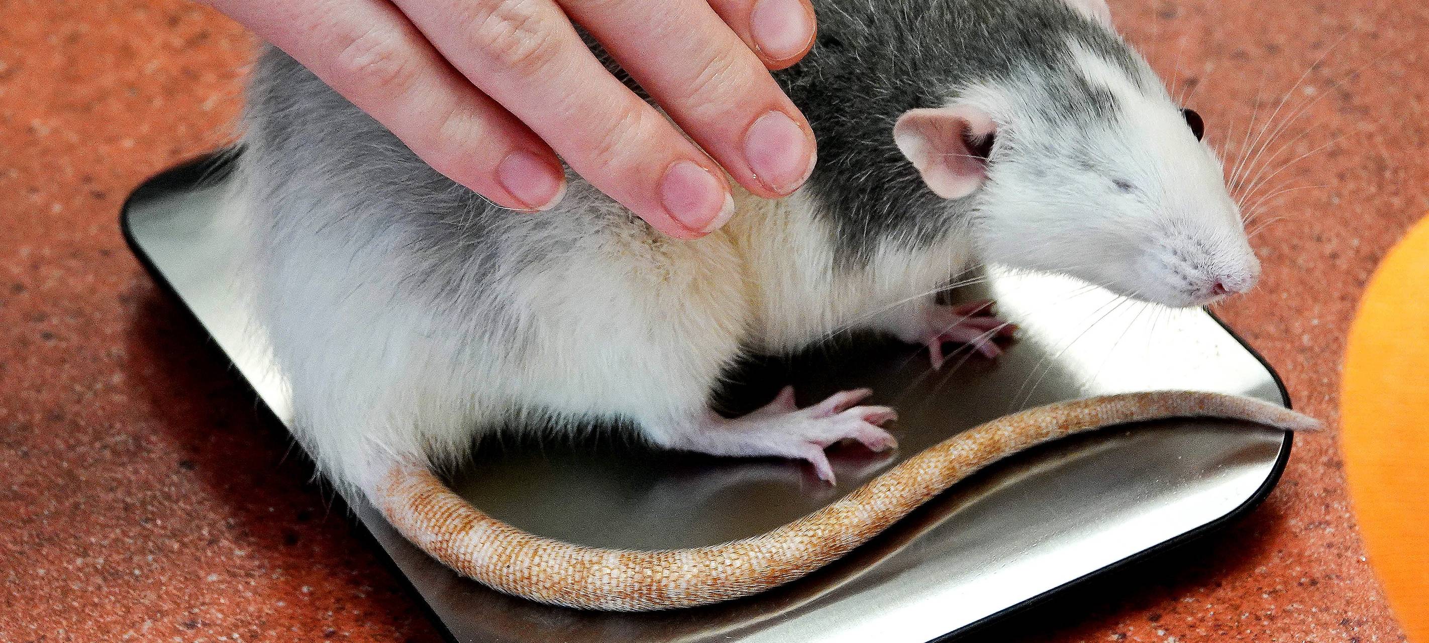 Warnstreik in Tierarztpraxen bei uns
