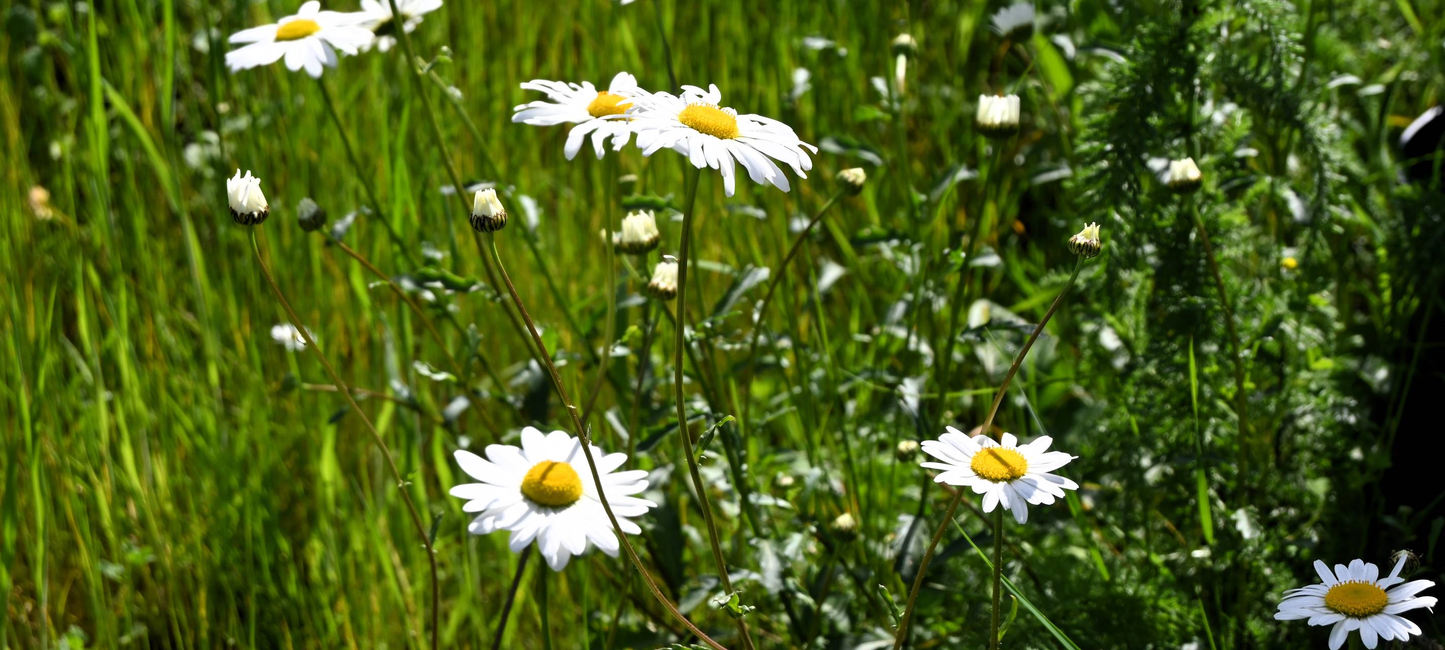 Mähfreier Mai in Gladbeck