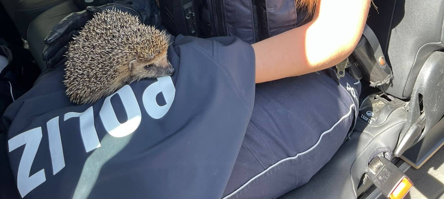 Polizei rettet Igel in Gladbeck