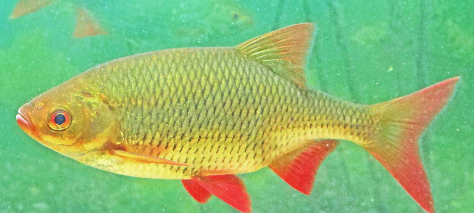 Rotfeder vermehrt sich in der Emscher