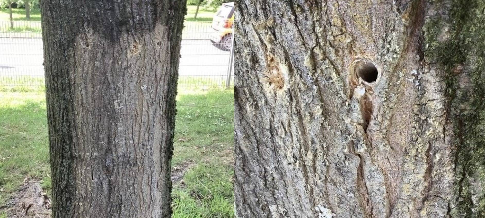Glyphosat auf Bottroper Spielplatz nachgewiesen