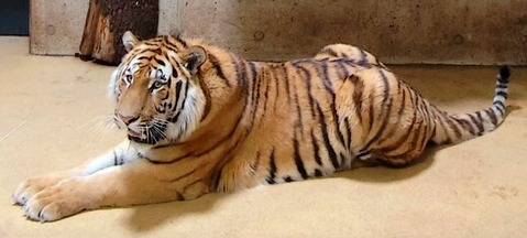 Zoom Erlebniswelt bekommt neuen Tiger