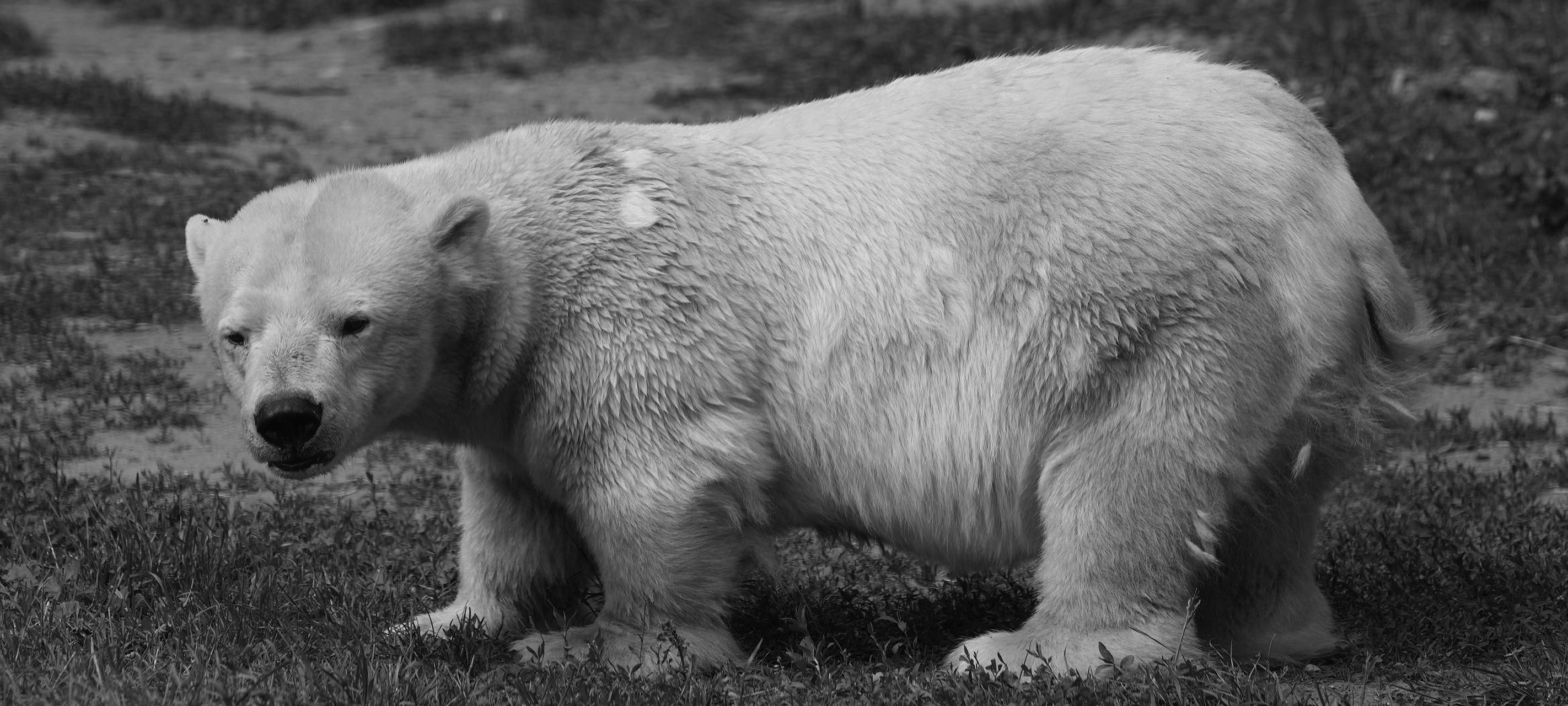 ZOOM Erlebniswelt: Kleinwüchsige Eisbärin verstorben