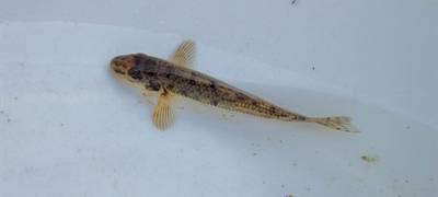 Gründling in der Emscher