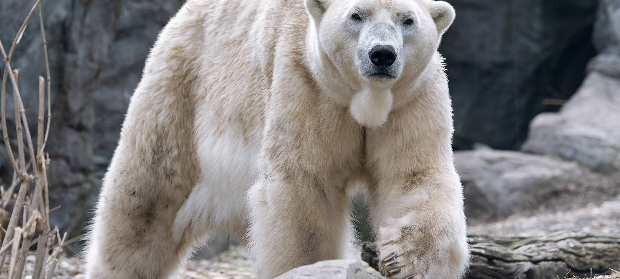 Neuer Eisbär in der Zoom Erlebniswelt