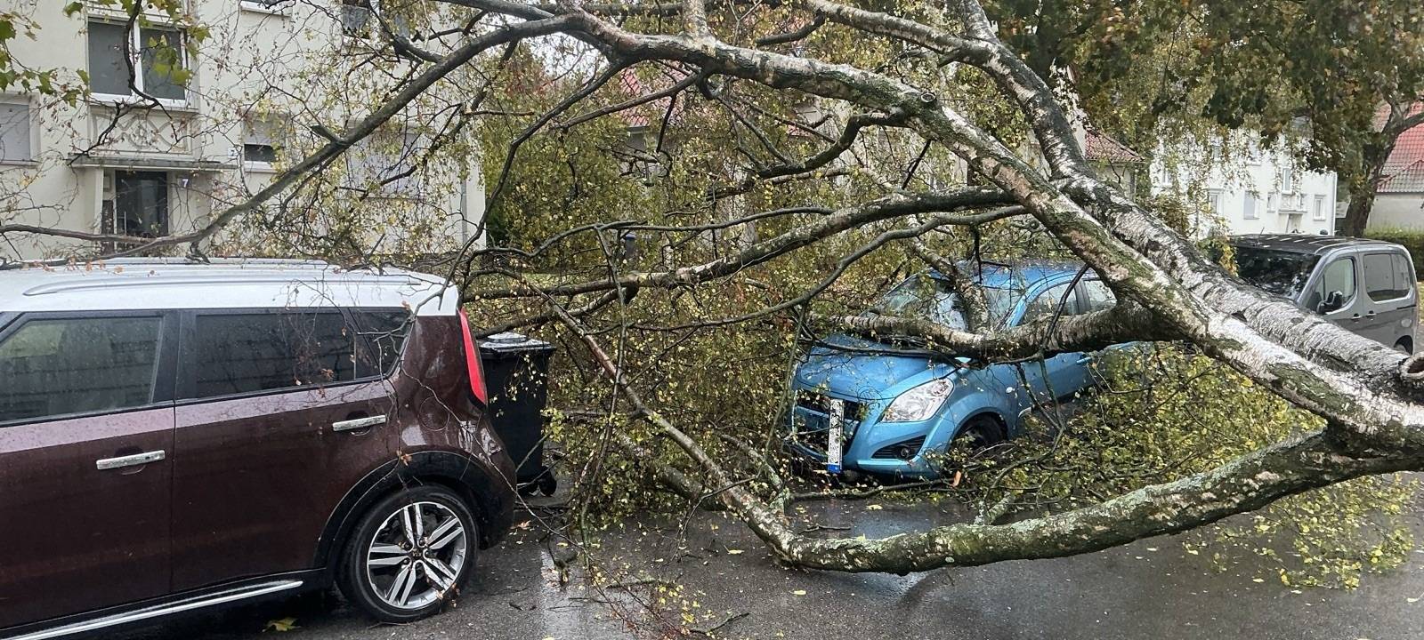 Herbststurm sorgt für einige umgestürzte Bäume bei uns